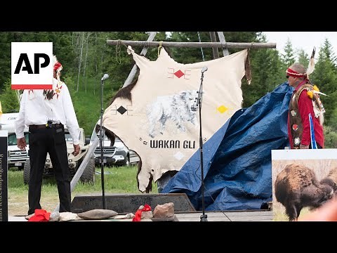 Tribes celebrate birth of white buffalo calf in Yellowstone National Park