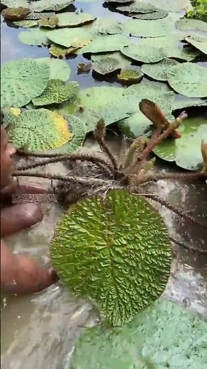 मखाना कैसे बनता है | How is makhana made.