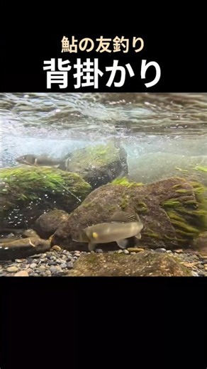 日本古来からの伝統釣法【鮎の友釣り】#鮎釣り#友釣り#背掛かり#友釣りオレ流#勝浦川#turizuki#shorts