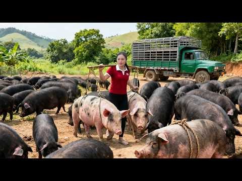 Harvesting 500kg Giant Pigs from the Farm and Selling at the Village Market | Rural Pig Farming 🐖🚚🌾