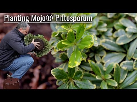 Planting Mojo® Pittosporum - Great Dwarf Variegated Evergreen