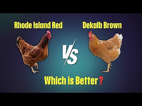 Rhode Island Red vs Dekalb Brown | Which Chicken Breed is Best for Your Farm