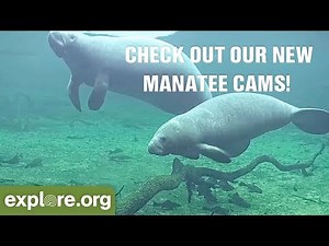 New Manatee Cameras at Homosassa Springs!