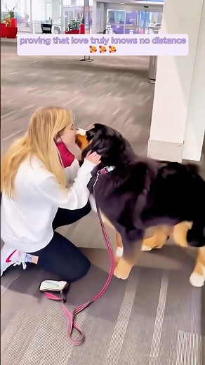 Dogs reunited their owners after a long time apart