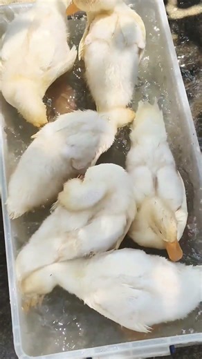 1 Month Old Ducks Love Bath Time! 🦆💦 #DuckFarm #DuckLife #RaisingDucks #FarmLife #HappyDucks