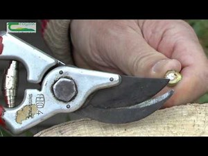 Ash dieback – how to recognise symptoms in winter