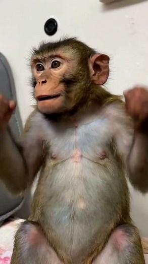 Monkey Using iPhone & Reacting Like a Human! 😂 #FunnyMonkeyViral