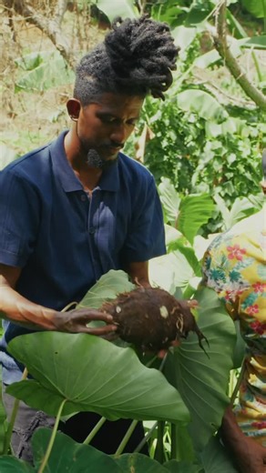 GIZ Caribbean on Instagram: "Do you know that by cooking dasheen you’re helping to support Grenada’s biodiversity? In fact by cooking with native plants, we help protect the environment, support local farmers, and keep our food traditions alive. Chef Joachim is here to help us get creative in the kitchen with our native crop, dasheen. #Biodiversity #Grenada #Dasheen #LocalFood #SustainableFarming #FoodHeritage #ClimateSmartAgriculture #SustainableLiving"