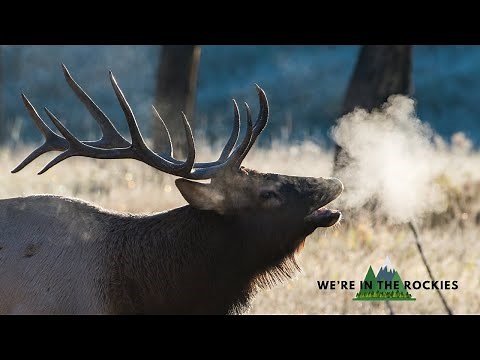 Yellowstone in the Fall: 7 Things to Know