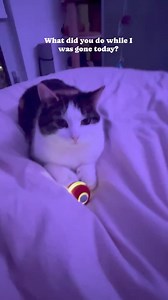 4.4K views · 177 reactions | Flirt with her Cheerble ball 藍藍❤️ #fyp @Cheerble #cheerbleball #BVIRAL | The Cat Dad | Facebook