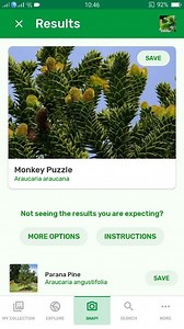 PlantSnap.com identifies Monkey puzzle tree (Araucaria araucana), an evergreen tree growing to 1–1.5 m in diameter and 30–40 m in height. It is native to central and southern Chile and western Argentina. | PlantSnap