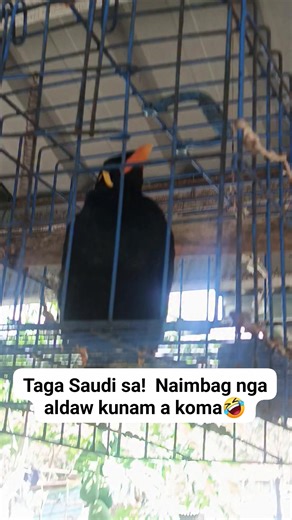 Nakakaaliw! Meet the Intelligent Mynah!” – How they can talk?! ✔They have Special vocal anatomy Unlike humans, birds don’t have vocal cords—they have a syrinx, located where the trachea splits into the lungs. The hill myna’s syrinx is highly flexible, allowing it to produce a wide range of tones, pitches, and even replicate human-like intonations. They can control each side of the syrinx independently, which lets them mimic complex sounds more accurately than many other birds. Learning by listen