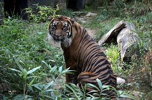 Tiger passes away at Akron Zoo