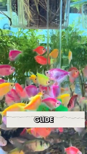 This Aquarium Hack Turns Your Fish Tank Into a Living Garden #Shorts
