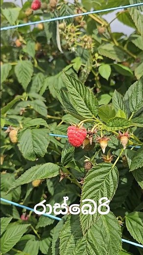 Let's go to a Raspberry farm රාස්බෙරි #australia #tasmania #raspberry #fruit #farming #travel