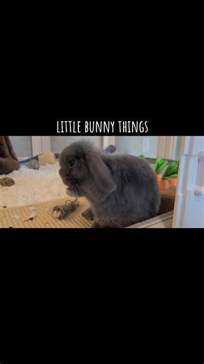 Grooming is the cutest 😍 #binxthebinkybun #hollandlop #bunny #rabbit