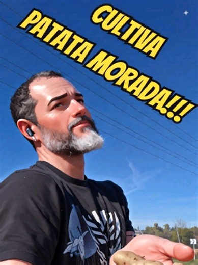Hoy seguimos ayudandote ahorrar mucho dinero 💰. Esta vez vamos a cultivar una patata gourmet, la patata morada Vitelotte. Esta variedad se caracteriza por su color morado y por su alto valor en el mercado. Pero gracias a nuestros amigos de @rocalba_oficial cultivar este tubérculo será mas fácil que nunca. #patata #cultivo #diy #plants