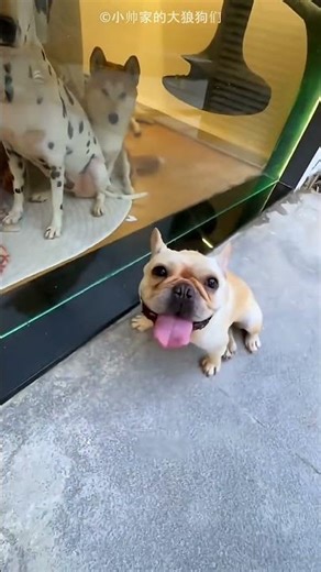 dogs house 🤯 #facts #telugu #shorts #shortvideo #shortsfeed #viral