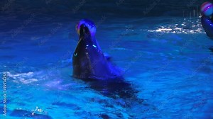 HD Two peforming dolfins moving around