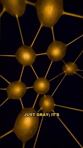 Gray Matter: The Brain's Secret to Sensory Processing