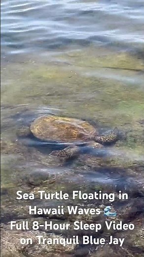 Sea turtles drifting in Hawaii waves 🌊 Full 8-hour sleep video on Tranquil Blue Jay