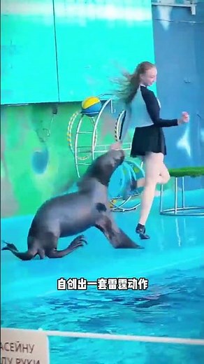 海獅和海豹，看起來差不多，性格卻截然不同 #海洋動物 #動物科普知識