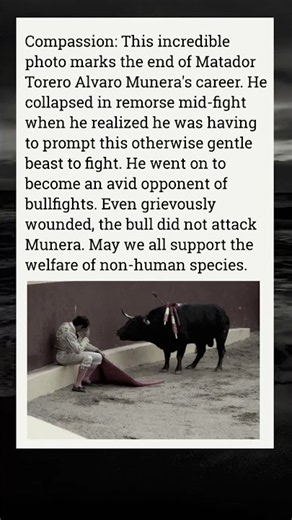 The Bull Who Changed a Bullfighter’s Life Forever 🐂💔 | A Powerful Story of Compassion