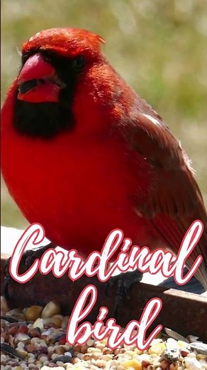 🐦red cardinal bird - cardinal bird calls - bird sounds cardinal #cardinal #bird #birdsounds #shorts