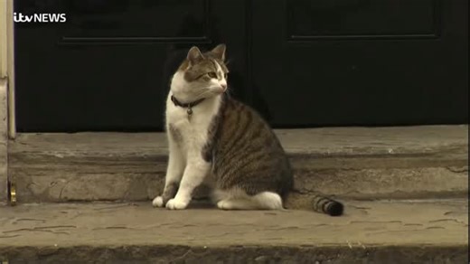 Harry Horton | When Harry met Larry 15 years in the job as Downing Street’s Chief Mouser #itvnews #news #mews #ukpolitics #larrythecat | Instagram