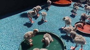 19K views · 518 reactions | The #FlamingoChicks are enjoying their...