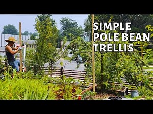 How to build a simple pole bean trellis. Easy simple Trellis.