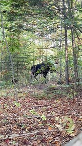 Nothing gets the blood pumping quite like a big Maine bull moose raking his antlers at 10 yards! 🫎 | Allagash Antlers