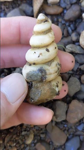 Crystallized gastropod fossil Woodbine formation North Texas