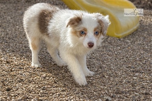 Amor - Miniature Australian Shepherd Puppy 263C10