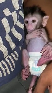 Tiny monkey too impatient and excited➡️Video Please check here : https://www.monkeywild.info/blog/omg-im-choking-😱😱-small-baby-monkey-is-so-impatient/ | Adorable Mnkey