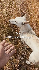 5.1K views · 108 reactions | குறைந்த விலையில் நிறைந்த சேவை #dogsofinstagram #dog | IMAX MEDIA | Facebook