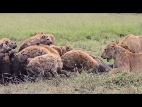 massive clan of hyenas attack male lions eating his food to steal it video