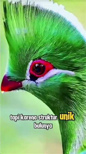 Burung Turako #websitenasty