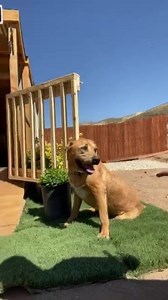 30K views · 2.1K reactions | We built a Tiny House for a Homeless Dog! Just launched the vid on YouTube. Go watch  | Rocky Kanaka | Facebook