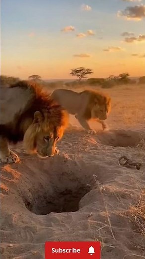 Lion Hunting Prey in the Wild | Epic Predator vs Prey Chase 4K #predatorhunting #animals