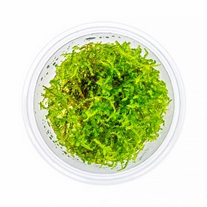 Plante pour aquarium Dennerle Vesicularia Montagnei