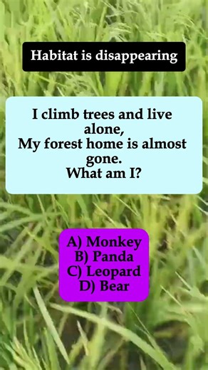 🐼 I Climb Trees and Live Alone, My Forest Home Is Almost Gone – What Am I? #shorts #iqvistax #riddle