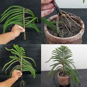 129K views · 4K reactions | How to grow Christmas tree from cuttings in egg yolk | Rana Craft | Facebook