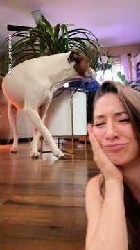 The "Trancing" Trance in Bull Terriers and Dogs