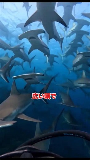 The Hammerhead Shark with a Mysterious Head