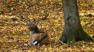 Groaning Fallow Deer During the Rut