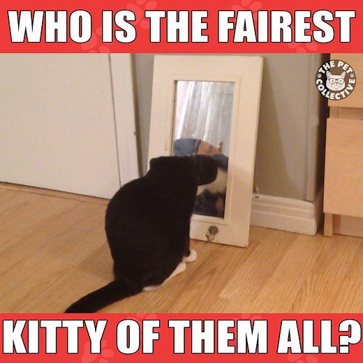 117K views · 4.2K reactions | Mirror, mirror, on the wall: | The Pet Collective | Facebook
