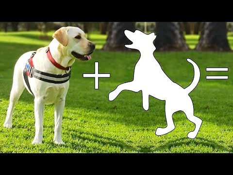 Top 9 Unreal Labrador Mixes | Labrador cross breeds