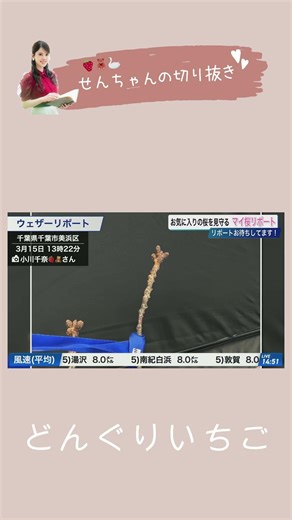 🍓小川千奈🧸 アプリの名前を「小川千太郎」に改名したせんちゃん🍓🧸【ウェザーニュース切り抜き】SENNA OGAWA #小川千奈 #shorts