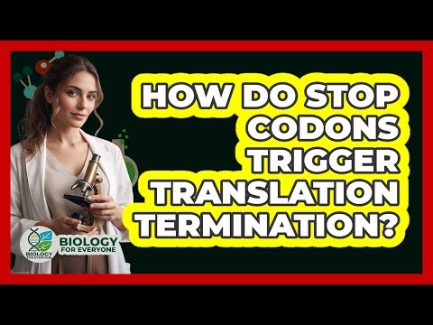 How Do Stop Codons Trigger Translation Termination?